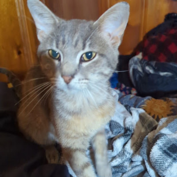 Meet your Posher, Alise - Picture 1 of 1